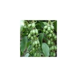 Pianta Di Mini Kiwi Autofertile - Actinidia Arguta (varietà VITIKIWI) FOTO REALI H 100CM -Vendite VIDAXL 18403269 3