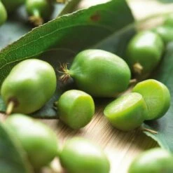 Pianta Di Kiwi Arguta Issai (autofertile) -Vendite VIDAXL 18403274 2