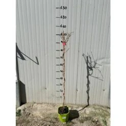 Pianta Di Kiwi Arguta Issai (autofertile) -Vendite VIDAXL 18403274 3