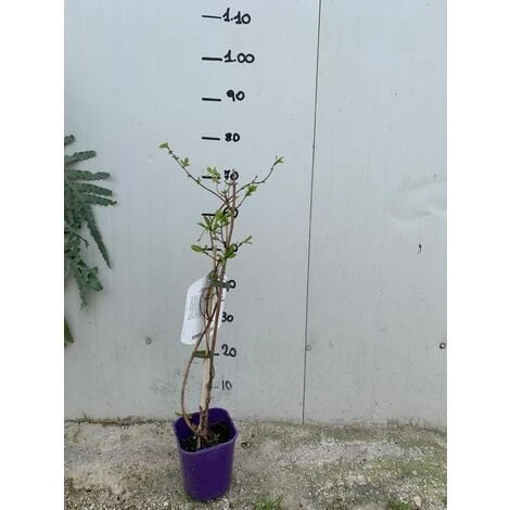 MIRTILLO SIBERIANO AMOUR LONICERA KAMTSCHATICA AMOUR PRECOCE FOTO REALI H 70CM 2 MIRTILLO SIBERIANO AMOUR LONICERA KAMTSCHATICA AMOUR PRECOCE FOTO REALI H 70CM - immagine 2