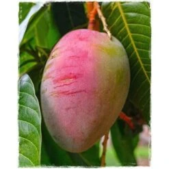 PIANTA MANGIFERA INDICA MANGO SENSATION INNESTATA FOTO REALI H 140CM