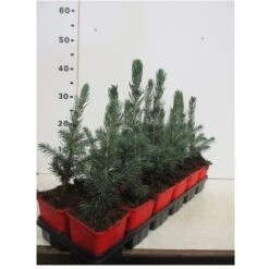 Abete Blu Pino Argentato "Picea Pungens Super Blue Seedling" Pianta In Vaso 11 Cm -Vendite VIDAXL 19185950 3
