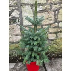 Abete Blu Pino Argentato "Picea Pungens Super Blue Seedling" Pianta In Vaso 11 Cm -Vendite VIDAXL 19185950 4
