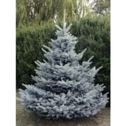 Abete Blu Pino Argentato "Picea Pungens Super Blue Seedling" Pianta In Vaso 11 Cm -Vendite VIDAXL 19185950 5