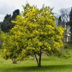 Vendite VIDAXL -Vendite VIDAXL 19185953 2