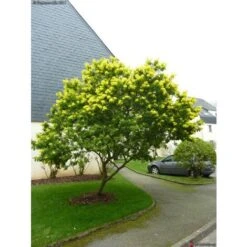 Mimosa "Acacia Dealbata" Pianta In Vaso 16 Cm H. 170/200 Cm -Vendite VIDAXL 19185953 3