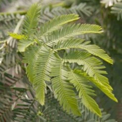 Mimosa "Acacia Dealbata" Pianta In Vaso 16 Cm H. 170/200 Cm -Vendite VIDAXL 19185953 4