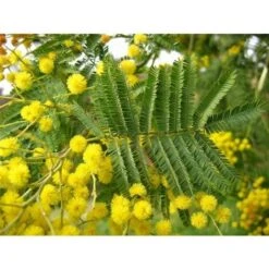 Mimosa "Acacia Dealbata" Pianta In Vaso 16 Cm H. 170/200 Cm -Vendite VIDAXL 19185953 5