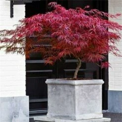 Acero Rosso Giapponese "Acer Palmatum Dissectum Firecracker" Pianta In Vaso 20 Cm