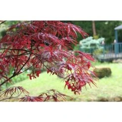 Acero Rosso Giapponese "Acer Palmatum Dissectum Firecracker" Pianta In Vaso 20 Cm -Vendite VIDAXL 19185967 3