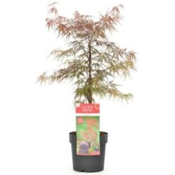Acero Rosso Giapponese "Acer Palmatum Dissectum Firecracker" Pianta In Vaso 20 Cm -Vendite VIDAXL 19185967 4