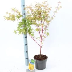 Acero Rosso Giapponese "Acer Palmatum Sango Kaku" Pianta In Vaso 20 -Vendite VIDAXL 19185974 3