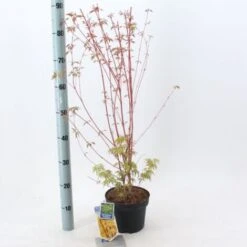 Acero Rosso Giapponese "Acer Palmatum Sango Kaku" Pianta In Vaso 20 -Vendite VIDAXL 19185974 4