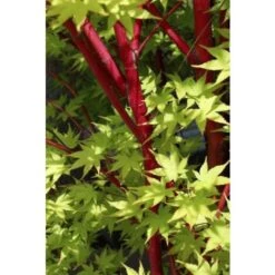 Acero Rosso Giapponese "Acer Palmatum Sango Kaku" Pianta In Vaso 20 -Vendite VIDAXL 19185974 5
