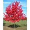 Acero Rosso "Acer Rubrum" Acero Scarlatto In Vaso 19 Cm H. 90/120 Cm