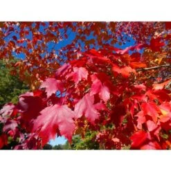 Acero Rosso "Acer Rubrum" Acero Scarlatto In Vaso 19 Cm H. 90/120 Cm -Vendite VIDAXL 19185977 3