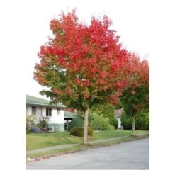 Acero Rosso "Acer Rubrum" Acero Scarlatto In Vaso 19 Cm H. 90/120 Cm -Vendite VIDAXL 19185977 4