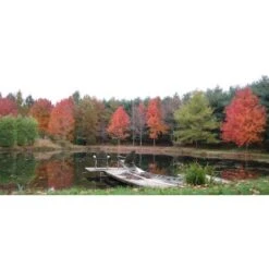 Acero Rosso "Acer Rubrum" Acero Scarlatto In Vaso H. 70/90 Cm -Vendite VIDAXL 19185978 5