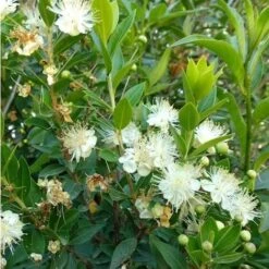 Mirto Sardo "Myrtus Communis" Mirto Comune In Vaso 9 Cm 7 Mirto Sardo "Myrtus Communis" Mirto Comune In Vaso 9 Cm -Vendite VIDAXL 19186006 3