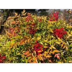 Nandina Domestica "Bambu' Sacro" Pianta A Cespuglio In Vaso Biodegradabile -Vendite VIDAXL 19186007 3