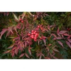 Nandina Domestica "Bambu' Sacro" Pianta A Cespuglio In Vaso Biodegradabile -Vendite VIDAXL 19186007 4