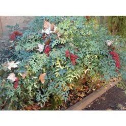 Nandina Domestica "Bambu' Sacro" Pianta A Cespuglio In Vaso Biodegradabile -Vendite VIDAXL 19186007 5