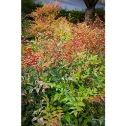 Nandina Domestica "Bambu' Sacro" Pianta A Cespuglio In Vaso 19 Cm H. 60/80 Cm -Vendite VIDAXL 19186008 4