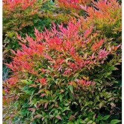 Nandina Domestica "Bambu' Sacro" Pianta A Cespuglio In Vaso 19 Cm H. 60/80 Cm -Vendite VIDAXL 19186008 5