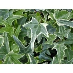 Edera Variegata "Hedera Helix White Wonder" Pianta In Vaso H. 120/140 Cm Con Canna -Vendite VIDAXL 19186009 4