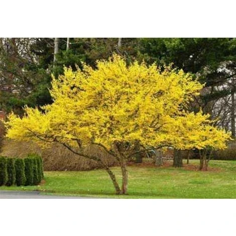 Corniolo "Cornus Mas" Pianta In Vaso H. 40/60 Cm 1 Corniolo "Cornus Mas" Pianta In Vaso H. 40/60 Cm