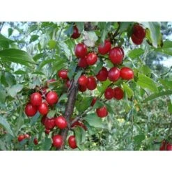 Corniolo "Cornus Mas" Pianta In Vaso H. 40/60 Cm 8 Corniolo "Cornus Mas" Pianta In Vaso H. 40/60 Cm -Vendite VIDAXL 19186013 4