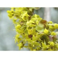 Corniolo "Cornus Mas" Pianta In Vaso H. 40/60 Cm 9 Corniolo "Cornus Mas" Pianta In Vaso H. 40/60 Cm -Vendite VIDAXL 19186013 5