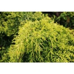 Ginepro Tappezzante "Juniperus X Media Gold Star" Pianta In Vaso 11 Cm -Vendite VIDAXL 19186019 3