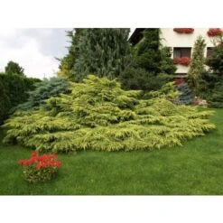 Ginepro Tappezzante "Juniperus X Media Gold Star" Pianta In Vaso 11 Cm -Vendite VIDAXL 19186019 4