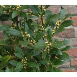 Alloro "Laurus Nobilis" Pianta Aromatica Da Siepe In Vaso 24 Cm H. 80/100 Cm -Vendite VIDAXL 19186020 3