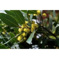 Alloro "Laurus Nobilis" Pianta Aromatica Da Siepe In Vaso 24 Cm H. 80/100 Cm -Vendite VIDAXL 19186020 4