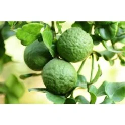 Pianta Di Bergamotto Di 2 Anni In Fitocella Agrumi Di Sicilia -Vendite VIDAXL 19186026 4