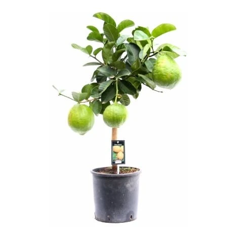 Cedro "Citrus Medica" Pianta Di 2 Anni In Vaso 20 Agrumi Di Sicilia 1 Cedro "Citrus Medica" Pianta Di 2 Anni In Vaso 20 Agrumi Di Sicilia
