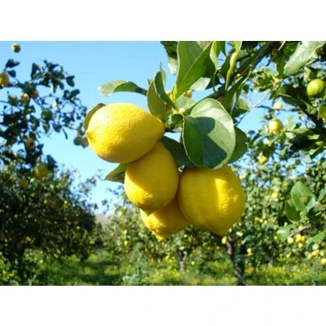 Cedro "Citrus Medica" Pianta Di 2 Anni In Vaso 20 Agrumi Di Sicilia 2 Cedro "Citrus Medica" Pianta Di 2 Anni In Vaso 20 Agrumi Di Sicilia - immagine 2
