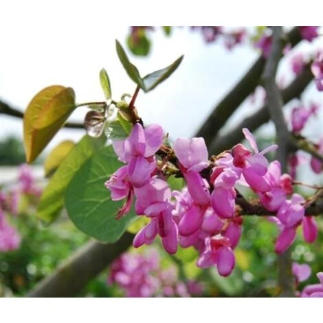 Cercis Siliquastrum "Albero Di Giuda" Pianta In Vaso 9 Cm 2 Cercis Siliquastrum "Albero Di Giuda" Pianta In Vaso 9 Cm - immagine 2