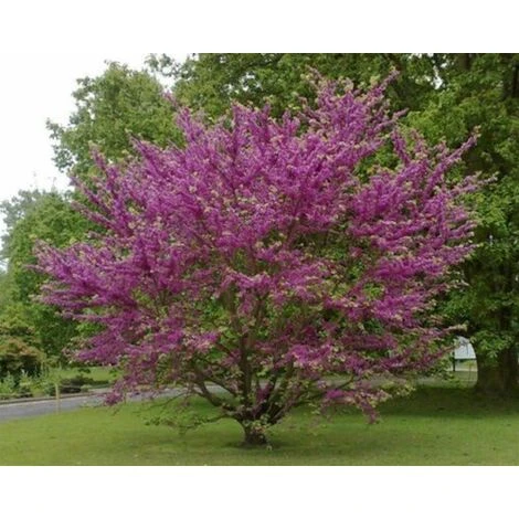 Cercis Siliquastrum "Albero Di Giuda" Pianta In Vaso 9 Cm 4 Cercis Siliquastrum "Albero Di Giuda" Pianta In Vaso 9 Cm - immagine 4