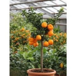 Chinotto "Citrus X Myrtifolia" Pianta Di Agrumi Di Sicilia In Vaso 20 Cm FOTO REALI