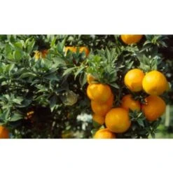 Chinotto "Citrus X Myrtifolia" Pianta Di Agrumi Di Sicilia In Vaso 20 Cm FOTO REALI -Vendite VIDAXL 19186030 3