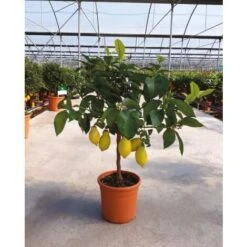 Limone Lunario "Citrus Limon" Limone 4 Stagioni Pianta In Vaso 20 Cm