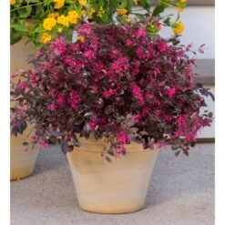 Loropetalo "Loropetalum Chinense" Pianta A Cespuglio In Vaso 18 Cm 6 Loropetalo "Loropetalum Chinense" Pianta A Cespuglio In Vaso 18 Cm -Vendite VIDAXL 19186037 2