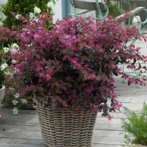 Loropetalo "Loropetalum Chinense" Pianta A Cespuglio In Vaso 18 Cm 4 Loropetalo "Loropetalum Chinense" Pianta A Cespuglio In Vaso 18 Cm - immagine 4