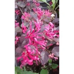 Loropetalo "Loropetalum Chinense" Pianta A Cespuglio In Vaso 18 Cm 9 Loropetalo "Loropetalum Chinense" Pianta A Cespuglio In Vaso 18 Cm -Vendite VIDAXL 19186037 5