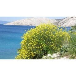 Ginestra Odorosa "Spartium Junceum" Ginestra Di Spagna Pianta In Vaso 9 Cm 7 Ginestra Odorosa "Spartium Junceum" Ginestra Di Spagna Pianta In Vaso 9 Cm -Vendite VIDAXL 19186039 3