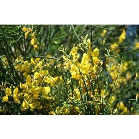 Ginestra Odorosa "Spartium Junceum" Ginestra Di Spagna Pianta In Vaso 9 Cm 4 Ginestra Odorosa "Spartium Junceum" Ginestra Di Spagna Pianta In Vaso 9 Cm - immagine 4