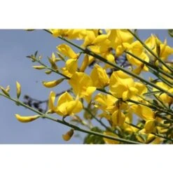 Ginestra Odorosa "Spartium Junceum" Ginestra Di Spagna Pianta In Vaso 9 Cm 9 Ginestra Odorosa "Spartium Junceum" Ginestra Di Spagna Pianta In Vaso 9 Cm -Vendite VIDAXL 19186039 5